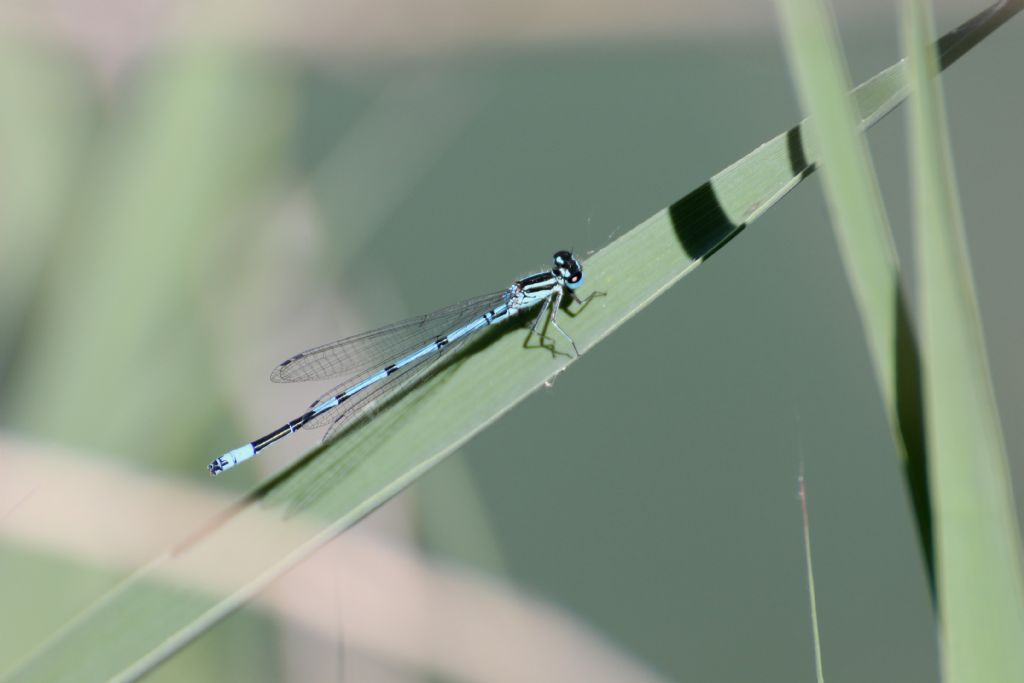 Platycnemis pennipes? no, Coenagrion cfr. puella